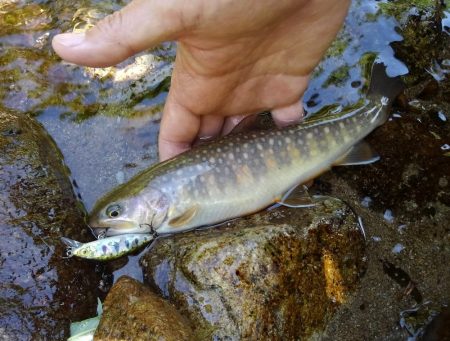 九頭竜川水系でイワナ釣り